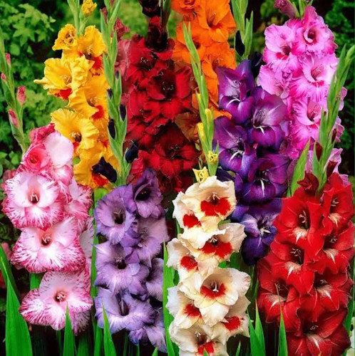 20x gladioli large mix spring - gladioli,