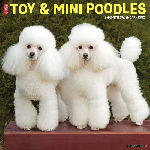 Toy miniature poodles 2027 - miniature,