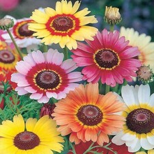  200 seeds Chrysanthemum carin. Rainbow mix+4" FREE PLANT LABEL