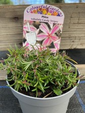Cottage Garden Phlox plant