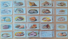 Cerebos Sea Shells 1925 Choose