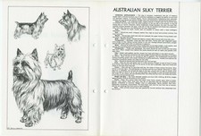 AUSTRALIAN SILKY  TERRIER 1978 BREED SKETCH PRINT AND TEXT ARTIST M DAVIDSON