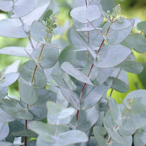 Eucalyptus gunnii cider - gunnii, –