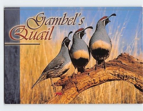 Postcard gambel quail - postcard,