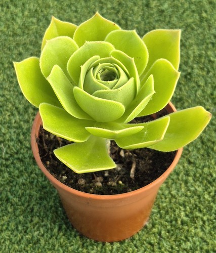 Aeonium arboreum green rose - arboreum, 'green