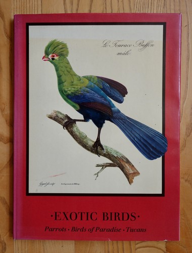 Exotic birds parrots - "exotic, parrots.