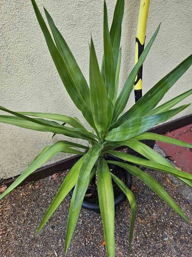 Yucca outdoor plant - plant, tree