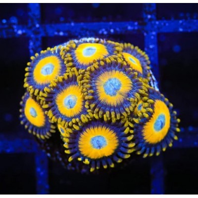 Tsa scrambled eggs zoanthids - scrambled,