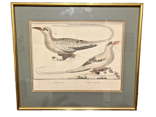 Antique 1770 hand coloured - antique,