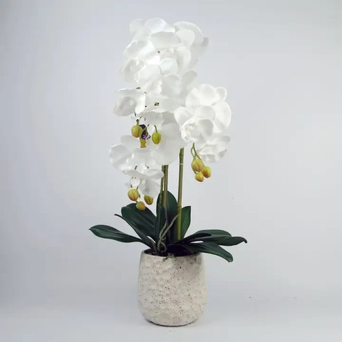 Pure white orchid - pure,