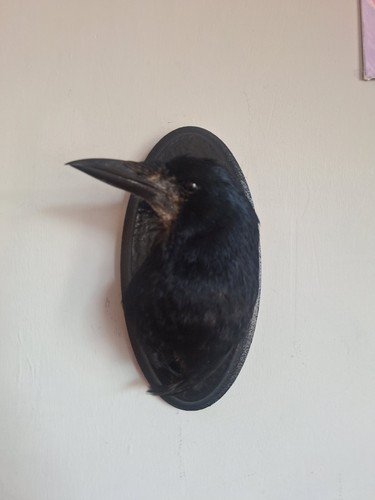 Taxidermy rook head - taxidermy,