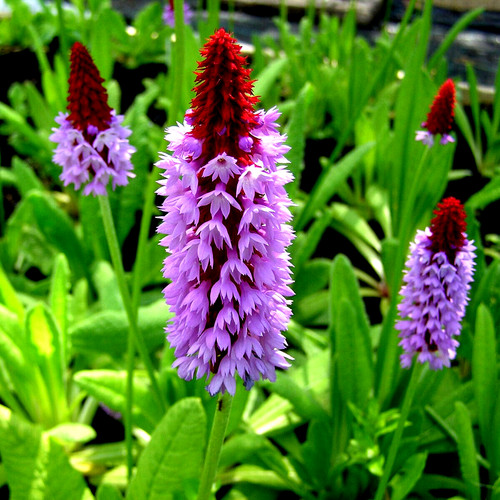 Plug plants primula - x,