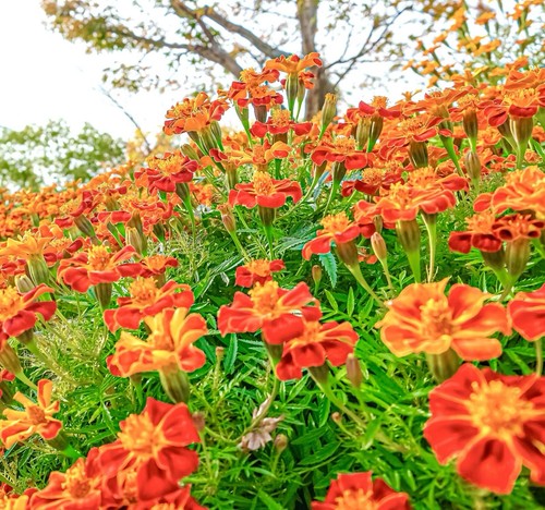 450x french marigold naughty - french,