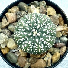 Astrophytum asterias Hybrid Superkabuto Own Roots UK Grown Cactus
