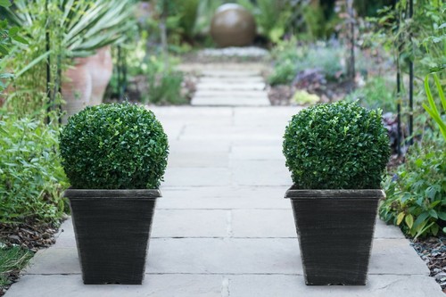 Evergreen box ball buxus - evergreen,