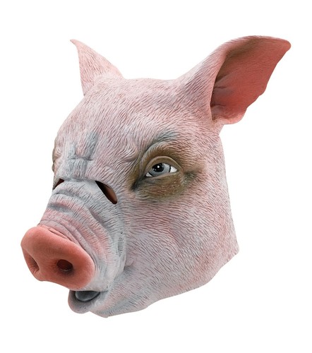 Pig boar overhead - boar,