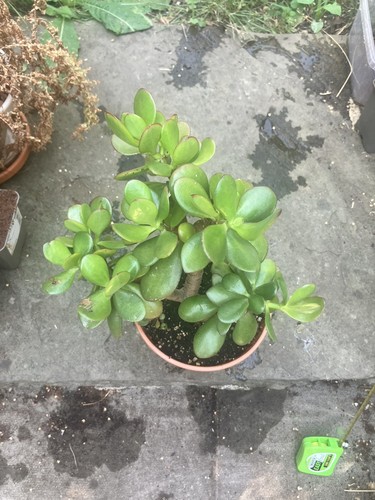 Big 20cm jade - 20cm, plant