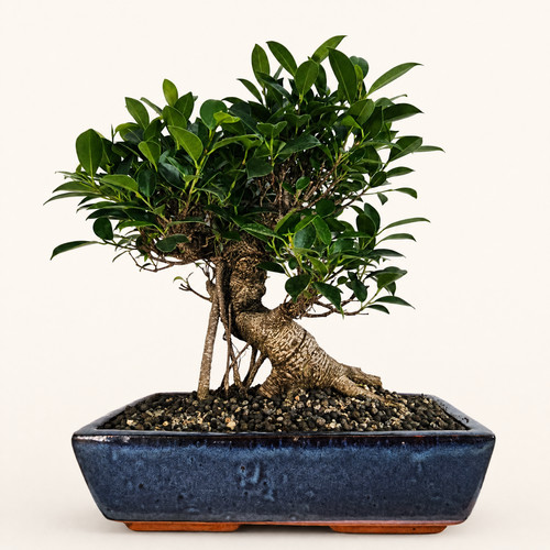 Ficus microcarpa - ficus, (banyan