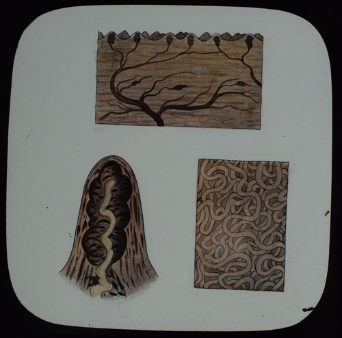 Glass magic lantern - glass,