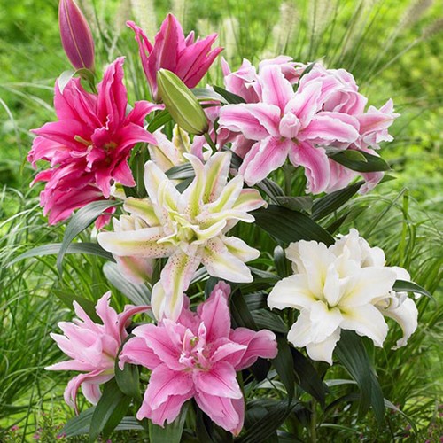 100pcs mix lily mixed - 100pcs,