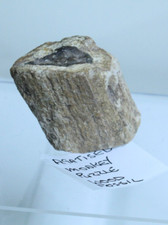 AGATISED MONKEY PUZZLE WOOD FOSSIL