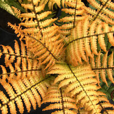 Fern 'Jurassic Gold'. Plug Plant x 4. Bronze yellow foliage. Ideal for shade