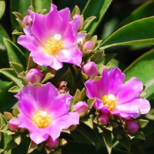 Pereskia grandifolia @@ rare cacti leaves tree leaf exotic cactus seeds 10 seeds