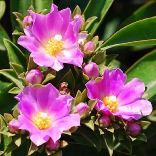 Pereskia grandifolia rare - pereskia,