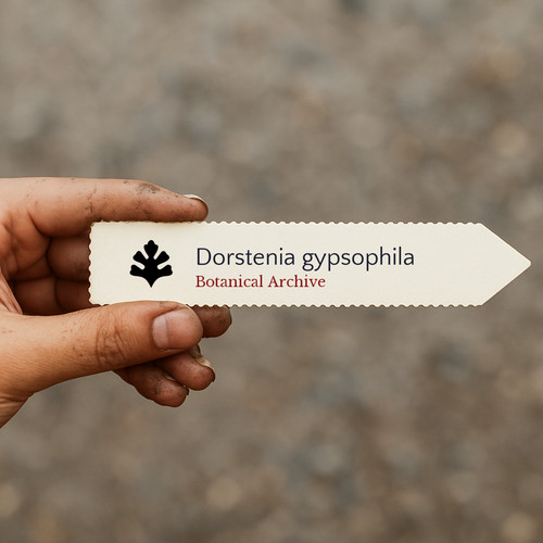 Dorstenia gypsophila 10 - gypsophila, |