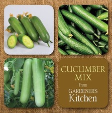 Cucumber Plants - 'Mixed