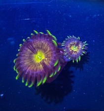 Nirvana Zoa Paly Zoanthid WYSIWYG Frag coral