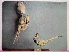 Chinese Pheasant bird