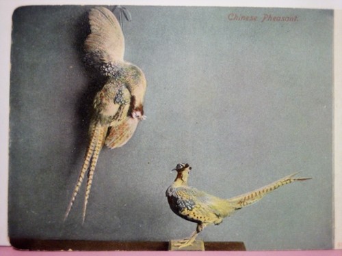 Chinese pheasant bird - chinese,