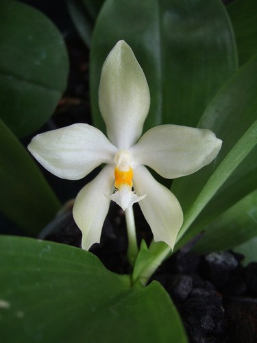 Mini phalaenopsis micholitzii - mini,