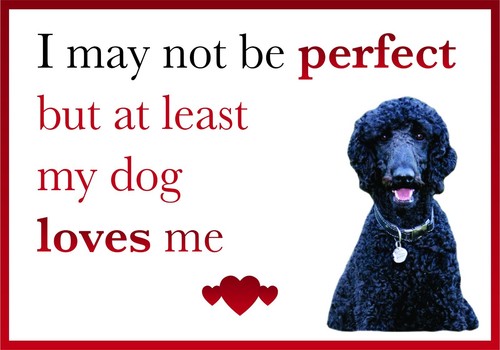 Funny dog loves black - my,