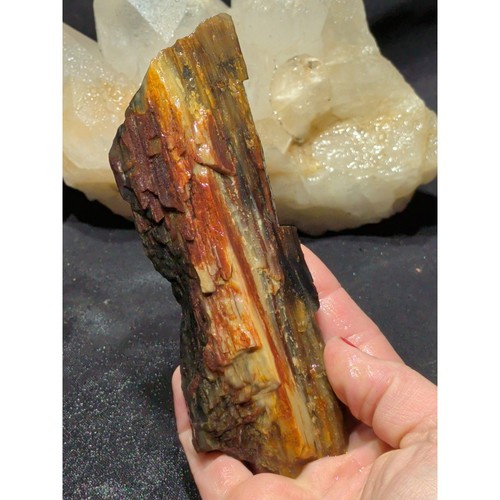 Petrified wood multicolored - wood,