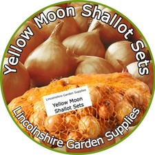 Shallot Sets. YELLOW MOON
