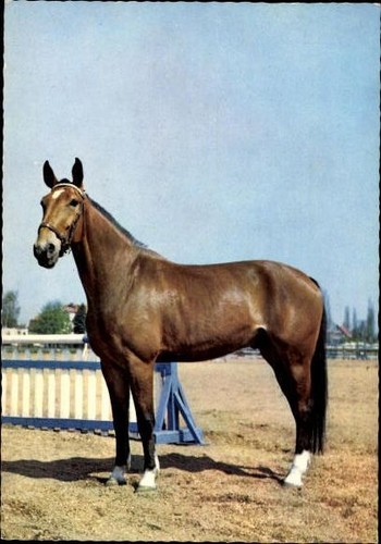 Old postcard horses - postcard,