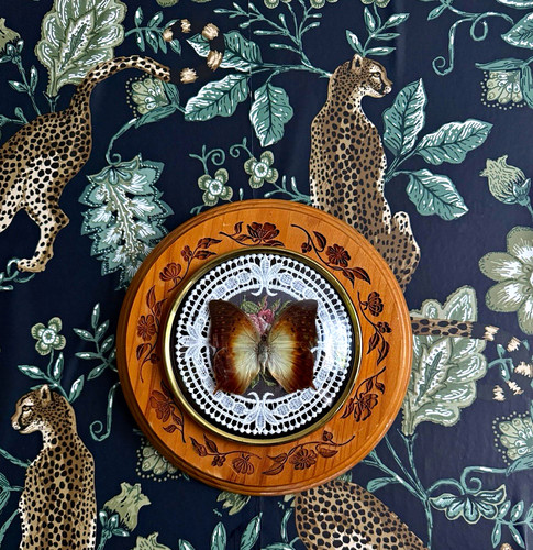 Vintage butterfly taxidermy