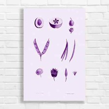 Botanical Illustrations Purple