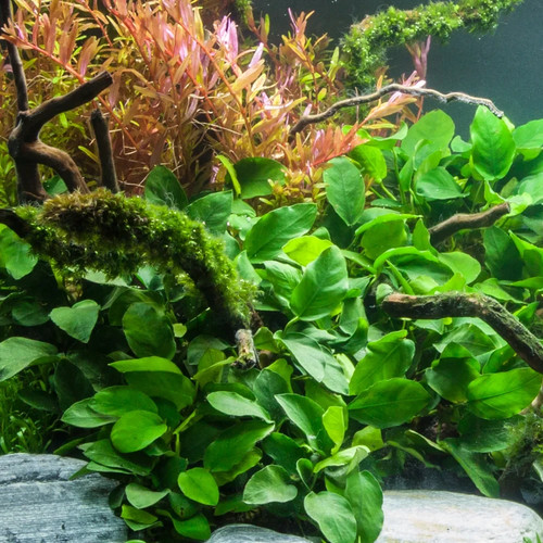 Anubias nana hardy - –,