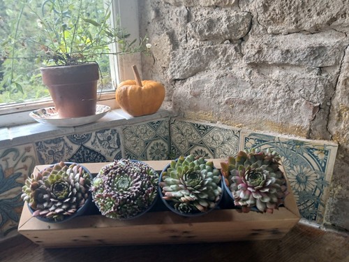 Sempervivum houseleeks - sempervivum,