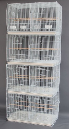 Large breeding budgies - large,