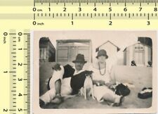 Jack Russell Terrier Dog with