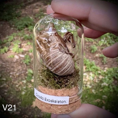 Cicada exoskeleton glass - exoskeleton,