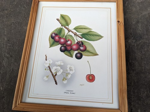 Botanical illustration print - illustration,