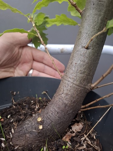 Chunky yamadori oak bonsai - oak,