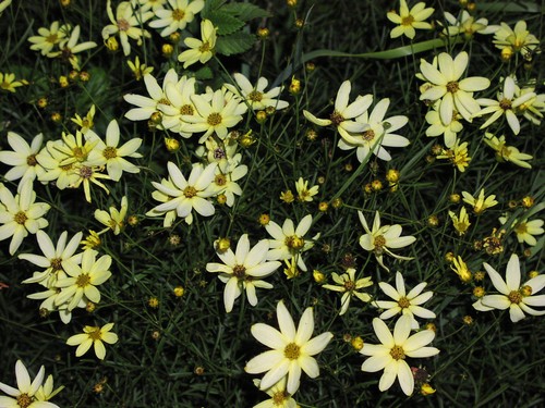 Coreopsis verticillata