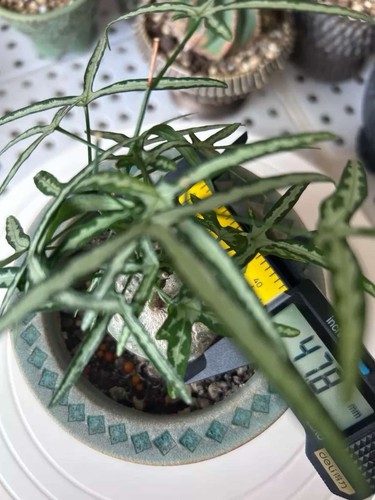 7cm raresucculent plant - 4.7cm,