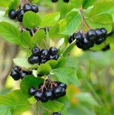 10 Aronia Melanocarpa Fruit Bushes 1-2ft 'Superfood With Antioxidants'
